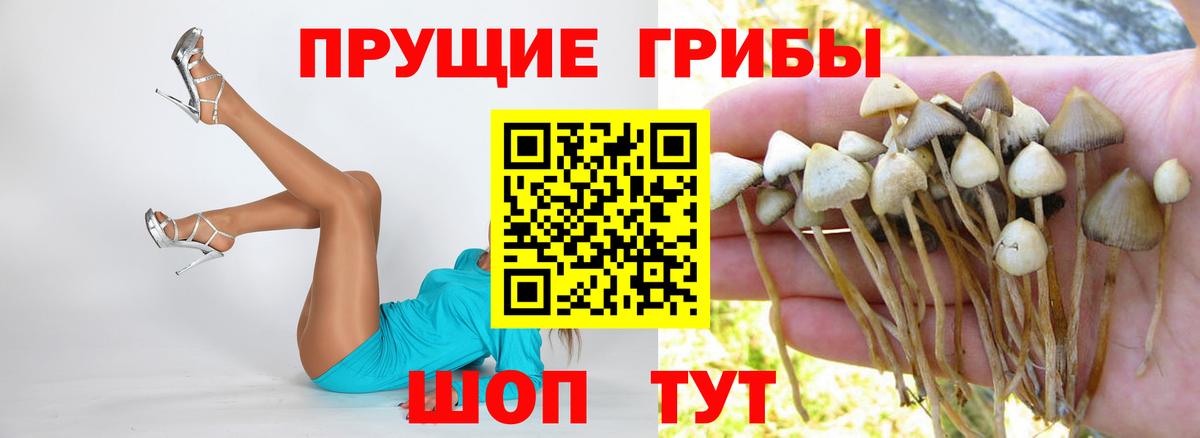 Бердск  где купить   Псилоцибиновые грибы MAGIC MUSHROOMS  Вход с VPN  Галлюциногенные грибы MAGIC MUSHROOMS 